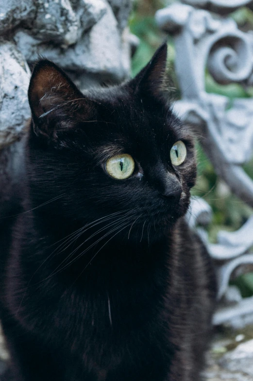 a black cat sitting on top of a stone bench, by Julia Pishtar, pexels contest winner, renaissance, closeup of the face, black main color, panel of black, clear green eyes