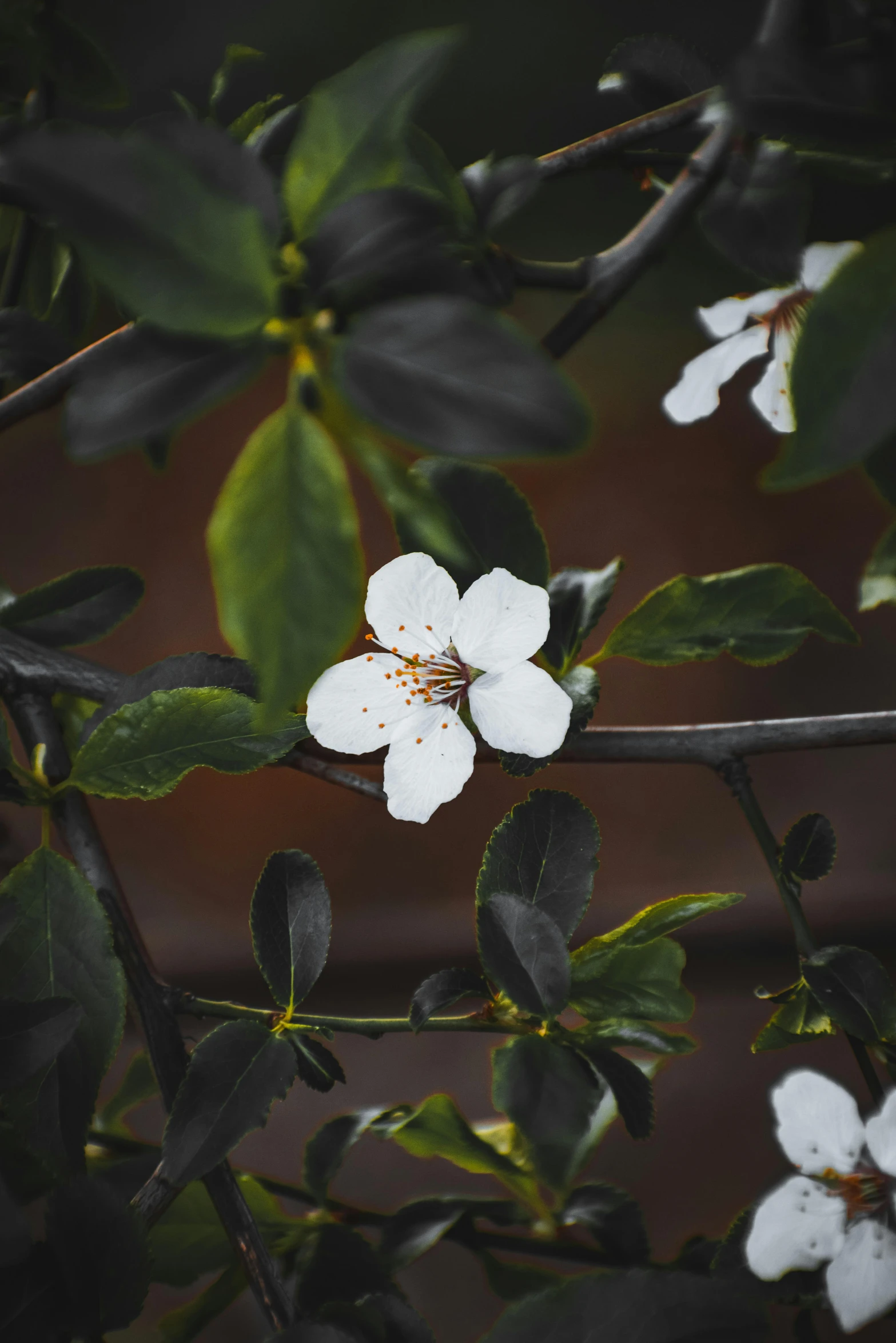 a close up of a white flower on a tree, an album cover, inspired by Elsa Bleda, trending on unsplash, 4 k hd wallpapear, japanese heritage, black flowers, a high angle shot