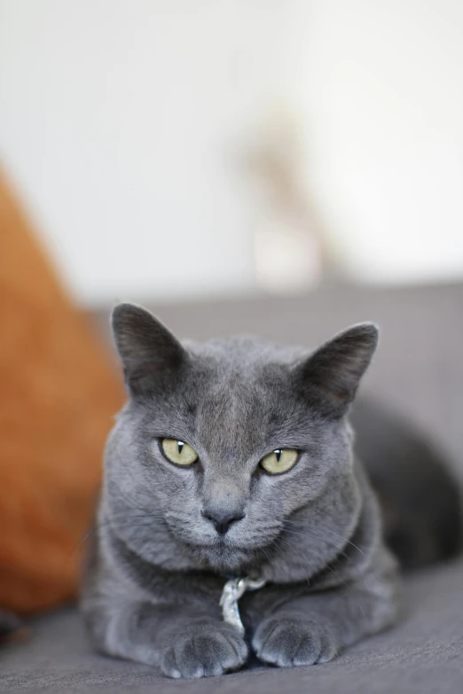 a cat that is laying down on a couch, a portrait, by Julia Pishtar, unsplash, blue gray, shot on sony a 7, grey orange, frontal close up