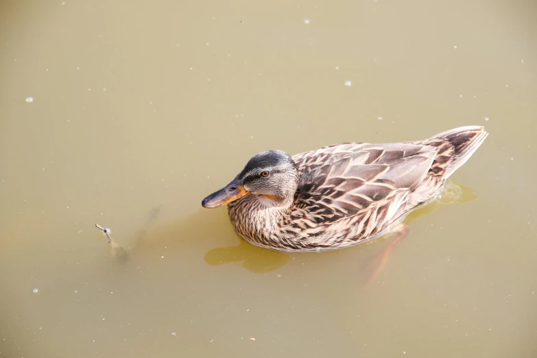 a duck that is floating in some water, unsplash, hurufiyya, aged 2 5, jen atkin, a high angle shot, low quality photo