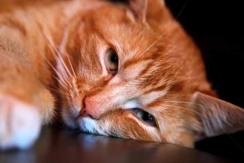 a close up of a cat laying on a table, vibrant orange, disappointed, getty images, closeup photograph