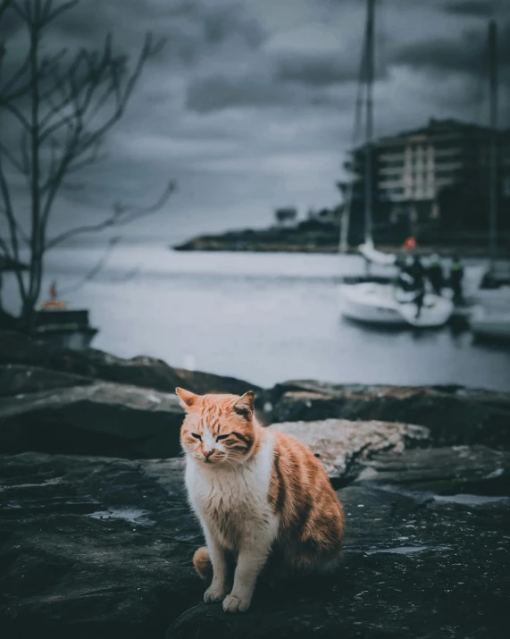 a cat sitting on top of a rock next to a body of water, a picture, overcast skies, harbour, portrait featured on unsplash, high quality image