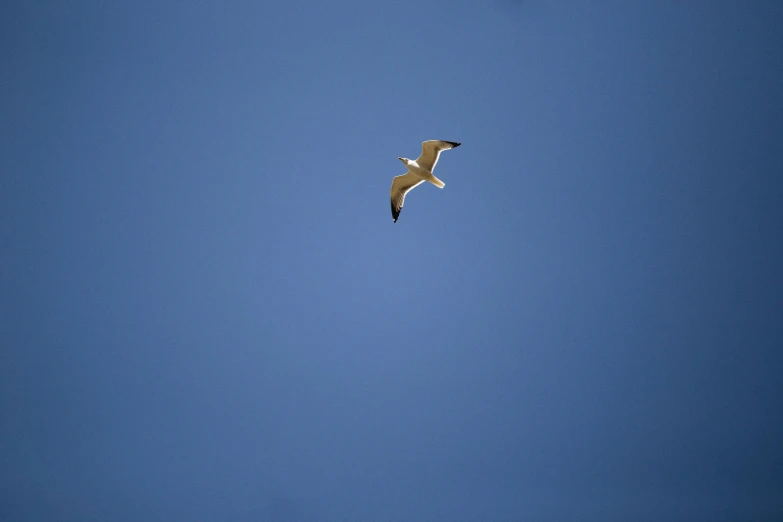 a seagull flying in the blue sky, by Niko Henrichon, minimalism, hunting, rectangle, at high noon, a blond