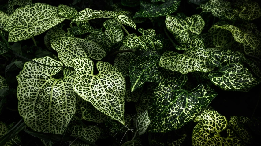 a close up of a plant with green leaves, speckled, vivarium, shot with sony alpha 1 camera, patterned