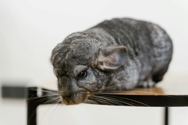 a close up of a small animal on a table, trending on unsplash, chinchilla animal, grey skin, bedhead, wētā fx