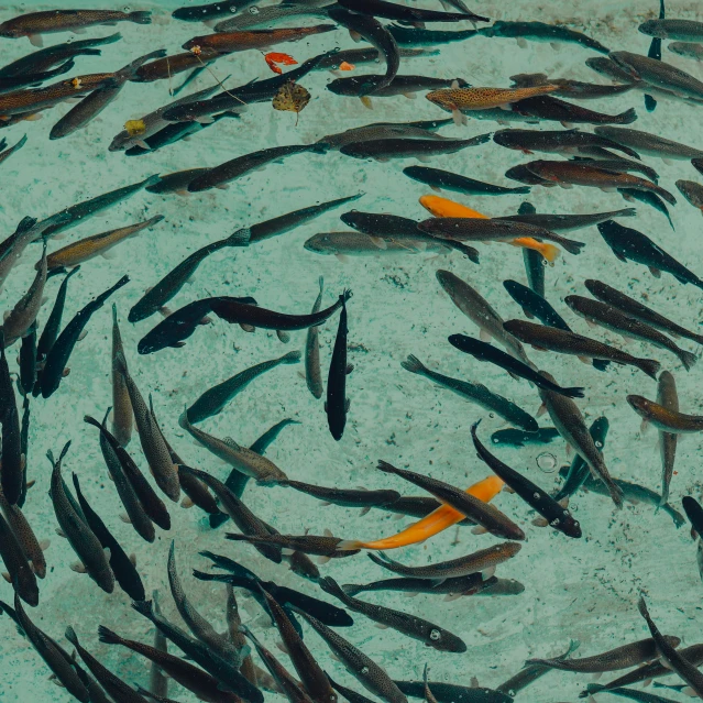 a group of fish swimming in a pond, an album cover, by Carey Morris, trending on unsplash, conceptual art, birdseye view, fish shoal, demur, fish seafood markets