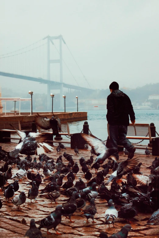 a man standing in front of a flock of pigeons, by Ibrahim Kodra, pexels contest winner, on a bridge, harbor, fallout style istanbul, ready to eat