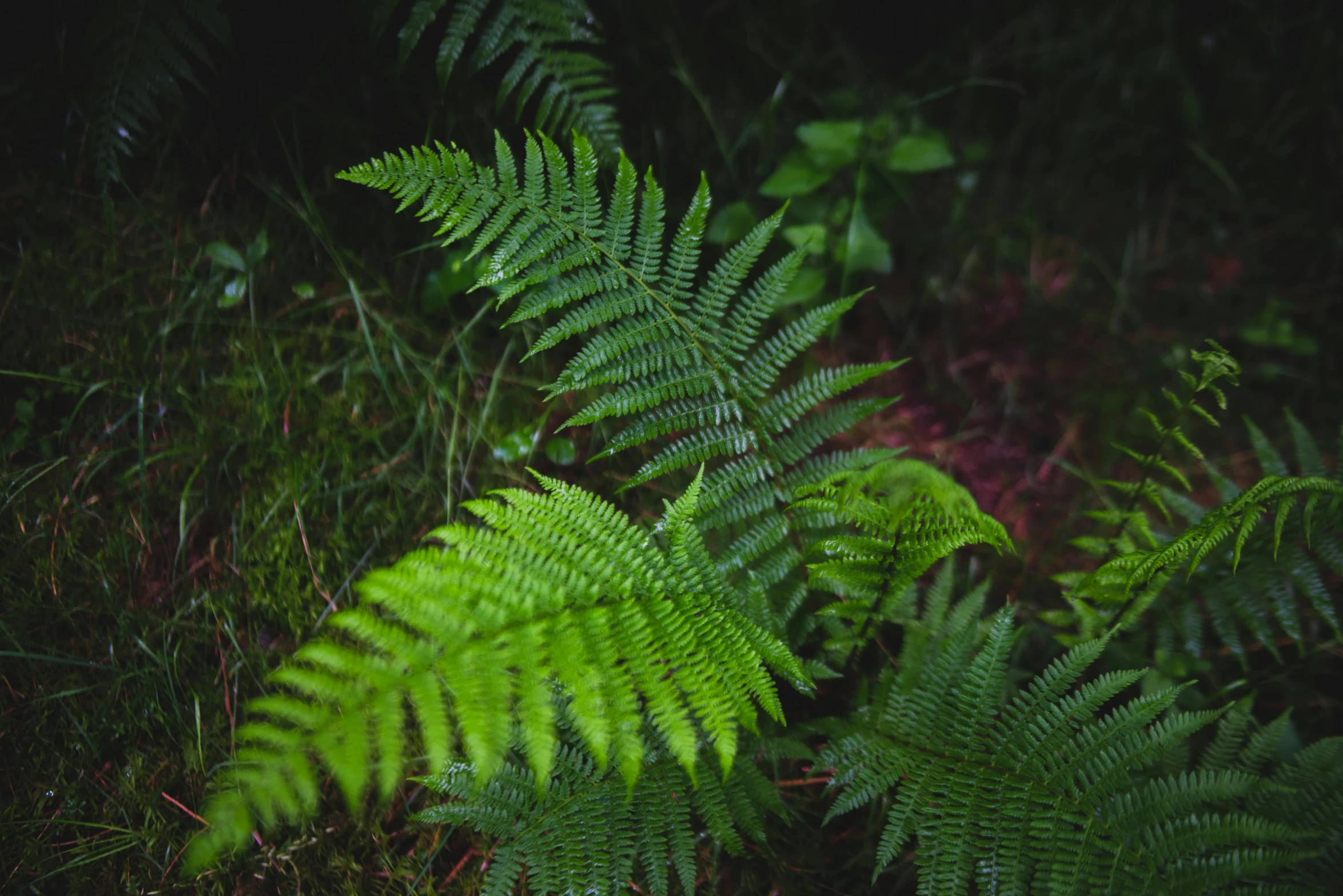 a plant that is growing out of the ground, an album cover, inspired by Elsa Bleda, pexels contest winner, hurufiyya, ferns, irish forest, medium format, a pair of ribbed