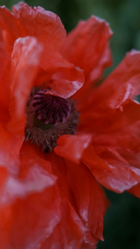 a close up of a red poppy flower, a macro photograph, by David Simpson, unsplash, digital image, no cropping, medium format, grey