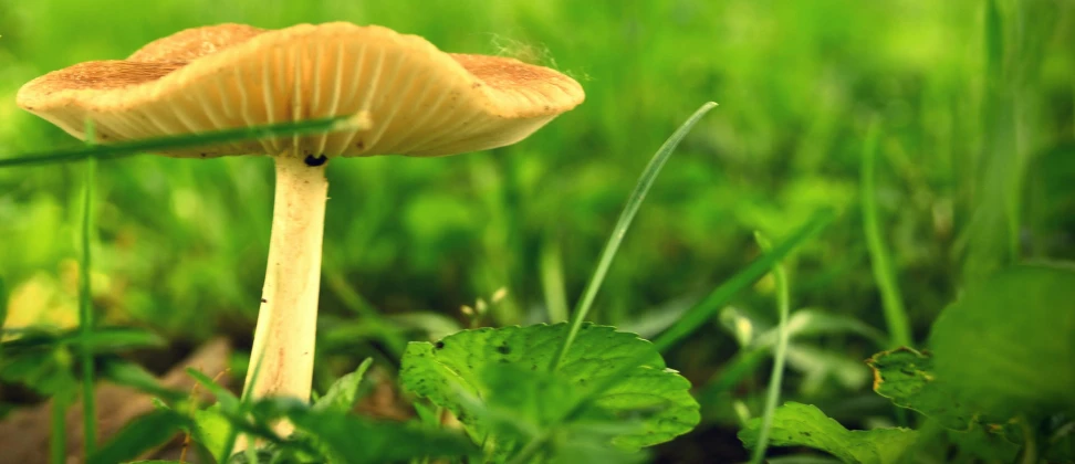 a close up of a mushroom in the grass, unsplash, renaissance, yellow parasol, animation, a blond, macro photography 8k