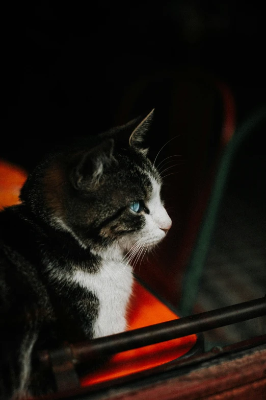 a cat sitting on top of a wooden bench, during the night, upclose