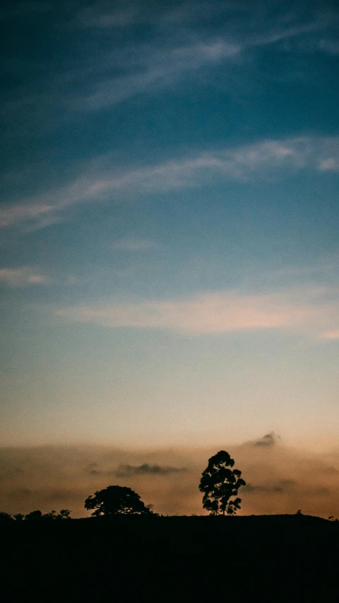 a couple of giraffe standing on top of a lush green field, a picture, unsplash, minimalism, sunset in the clouds, single tree, | 35mm|, pine