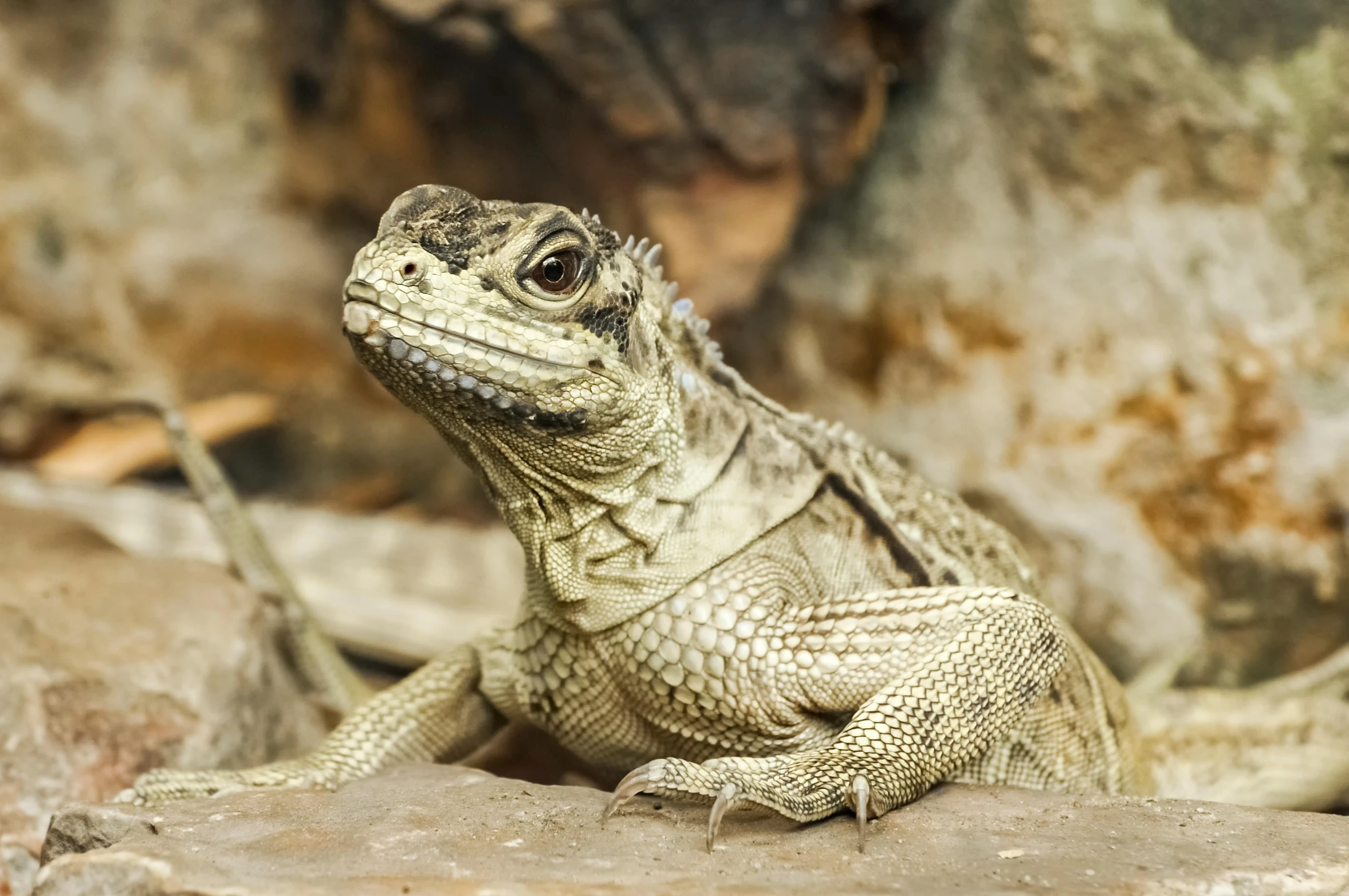 a close up of a lizard on a rock, dragon scales across hairline, grey, cocky smirk, museum photo