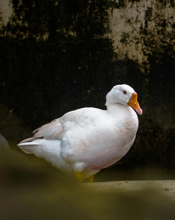 a white duck standing next to a stone wall