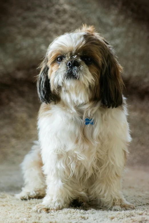 a small brown and white dog sitting on top of a carpet, shih tzu, shot with sony alpha, square, medium-shot