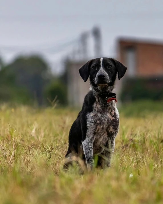 a small dog sitting in the middle of the field