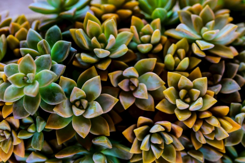 a close up of a bunch of green plants, a macro photograph, trending on pexels, multicoloured, tesselation, desert colors, ultra - realistic