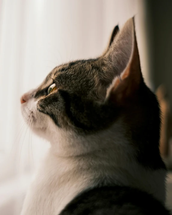 a close up of a cat looking out a window, a picture, trending on pexels, left profile, small ears, looking upward, with a white nose