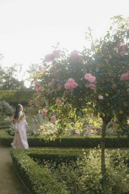 a woman in a white dress walking through a garden, an album cover, inspired by Edmund Leighton, unsplash, soft light 4 k in pink, growing out of a giant rose, medium format. soft light, versailles