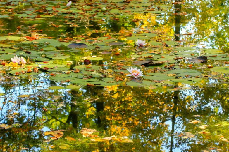 a group of water lillies floating on top of a pond, a portrait, inspired by Monet, pexels, golden autumn, beautiful rtx reflections, golden leaves, polarizer