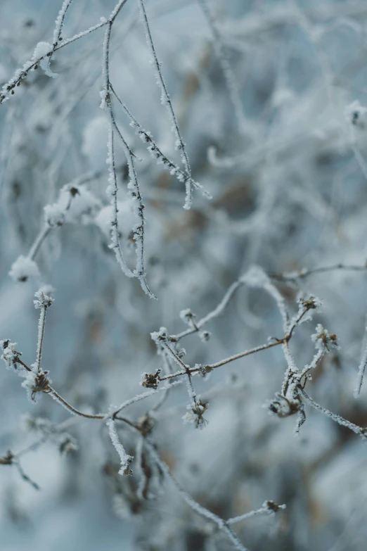 a close up of a plant covered in frost, an album cover, inspired by Elsa Bleda, trending on pexels, distant knotted branches, background image, grey, ice blue