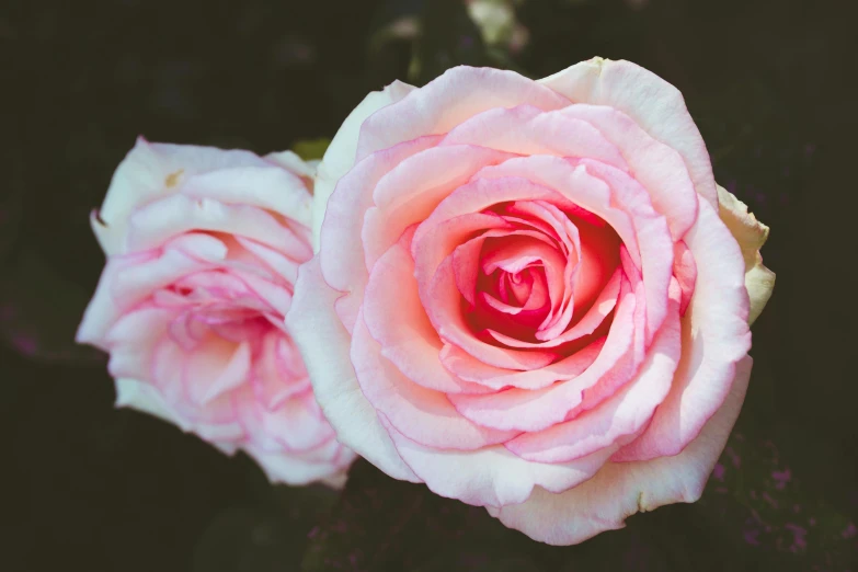 a couple of pink roses sitting next to each other, unsplash, slide show, multicoloured, low detail, instagram post
