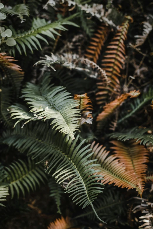 a fire hydrant sitting in the middle of a forest, inspired by Elsa Bleda, unsplash contest winner, baroque, overgrown with huge ferns, zoomed in shots, earthy colors, seattle