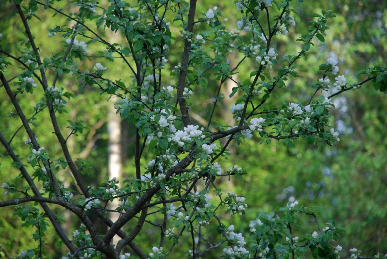 the tree in the back with white blossoms in the front