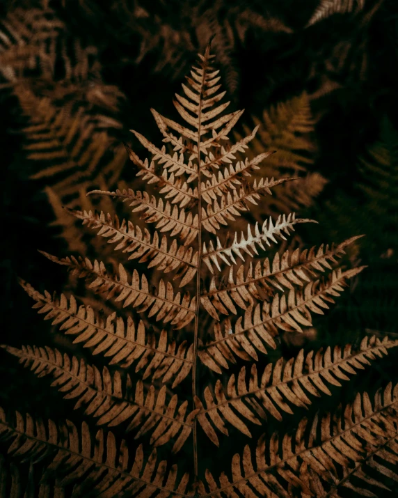 a close up of a plant with brown leaves, an album cover, inspired by Elsa Bleda, fern, ((forest)), golden organic structures, iphone picture