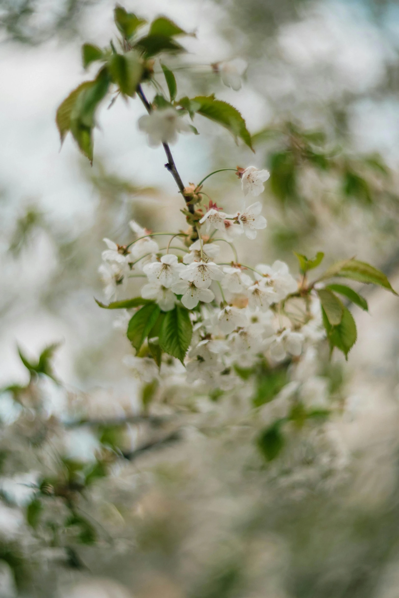 a close up of a tree with white flowers, by David Simpson, trending on unsplash, cherries, in bloom greenhouse, paul barson, caparisons