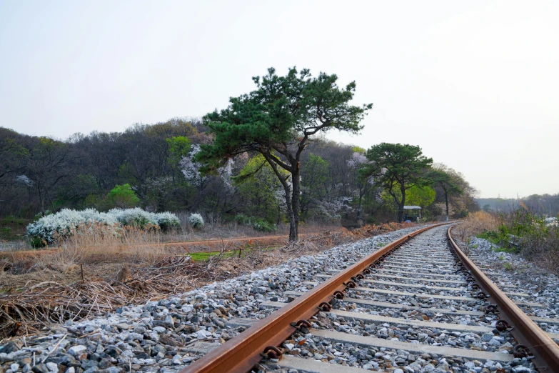 a close up of a train track with trees in the background, a picture, inspired by Kim Myeong-guk, 2022 photograph, portrait n - 9, single file, getty images