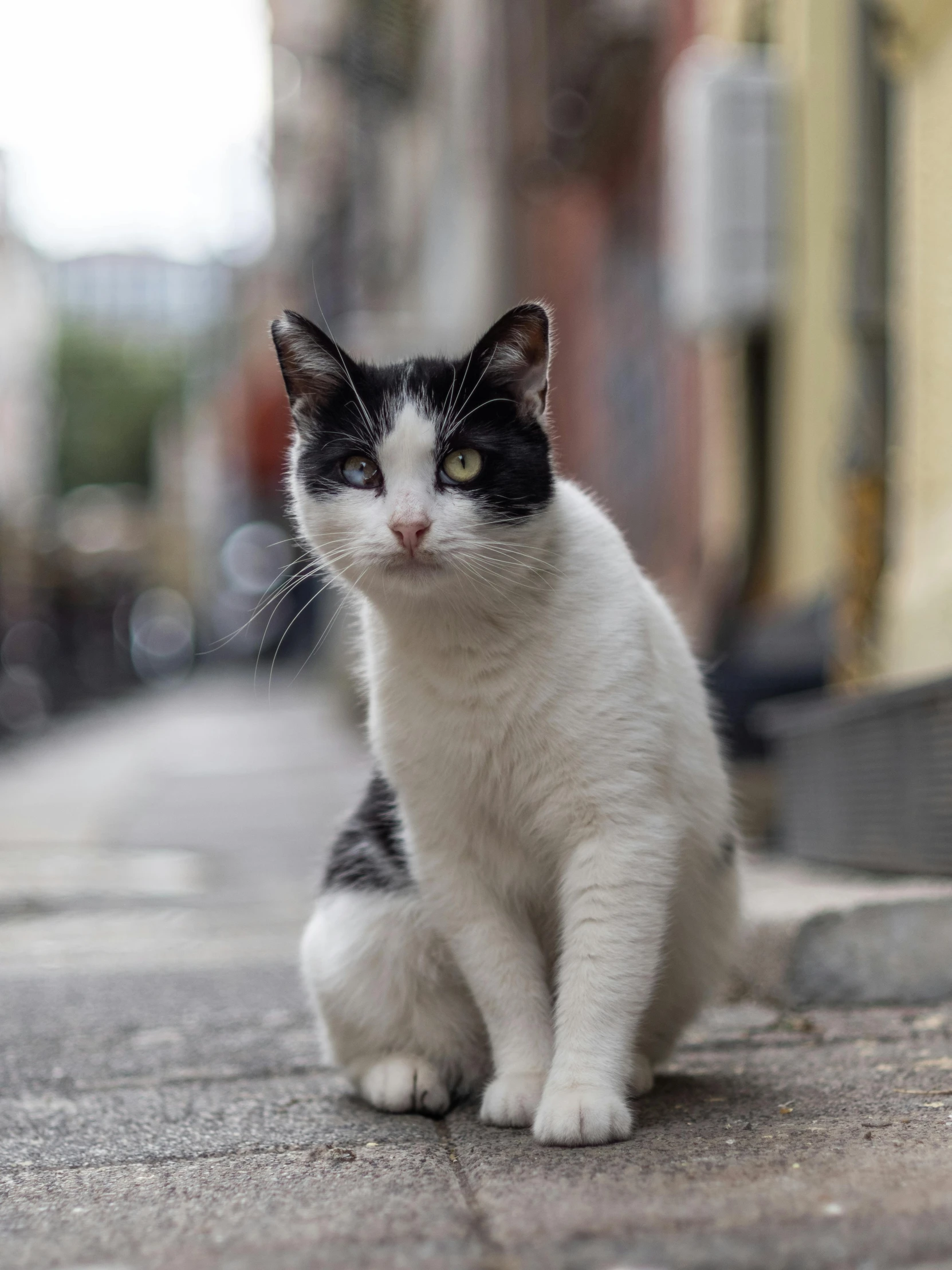 a black and white cat sitting on a sidewalk