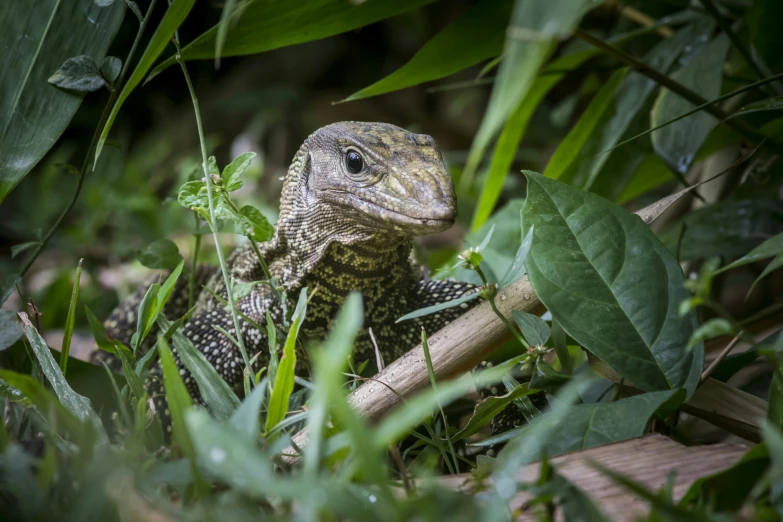 a lizard that is sitting in the grass, a portrait, by Gwen Barnard, pexels contest winner, sumatraism, a wooden, australian, ::, filled with plants and habitats