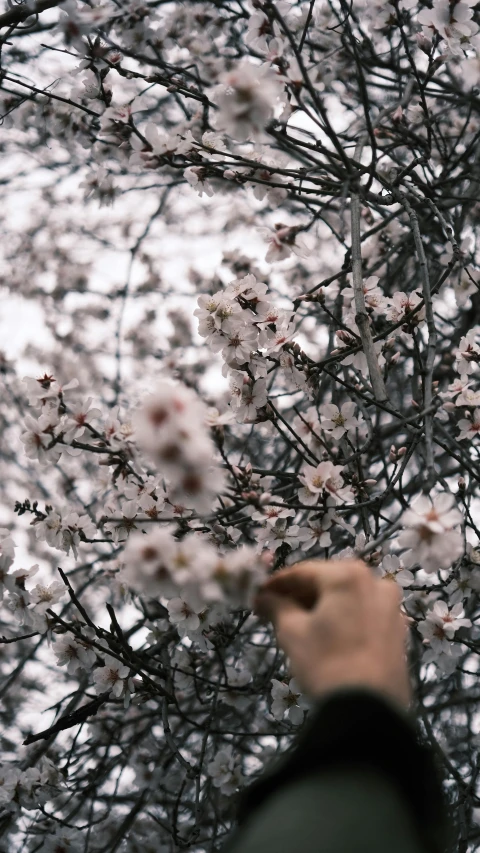 a person standing in front of a tree with white flowers, inspired by Elsa Bleda, trending on unsplash, happening, almond blossom, thumbnail, grey, picking flowers