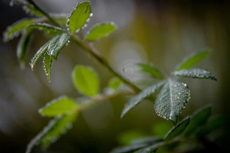 a close up of a plant with water droplets on it, unsplash, leaves twigs wood, overcast bokeh - c 5, color ( sony a 7 r iv, green mist