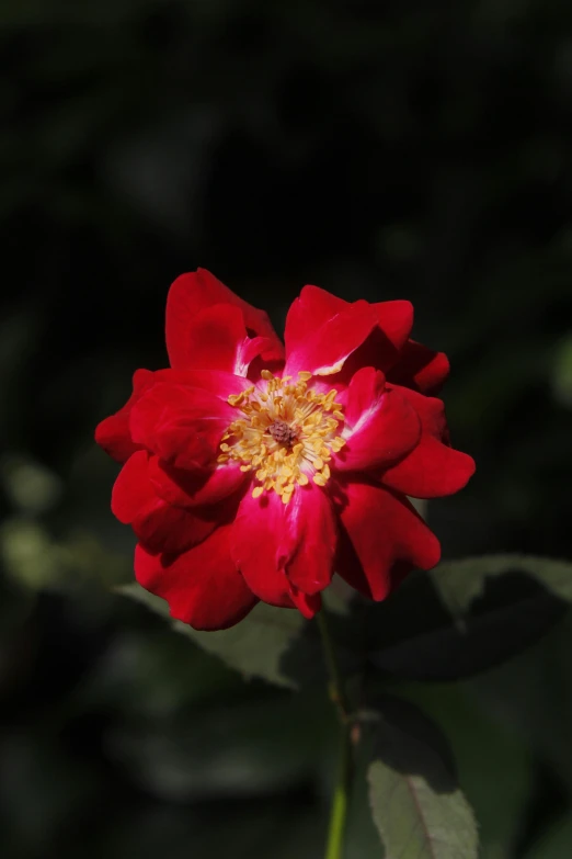 red flower with yellow center in foreground and dark background