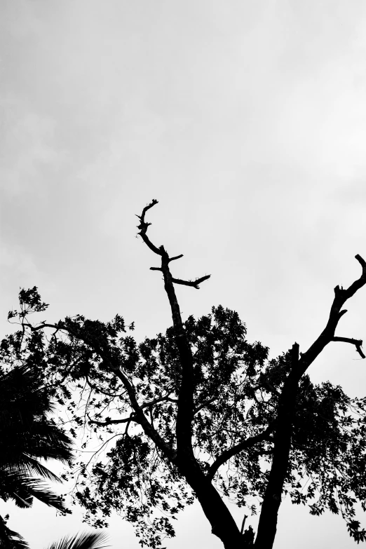 a black and white photo of a tree, by Altichiero, crows as a symbol of death, up there, deteriorated, :: morning