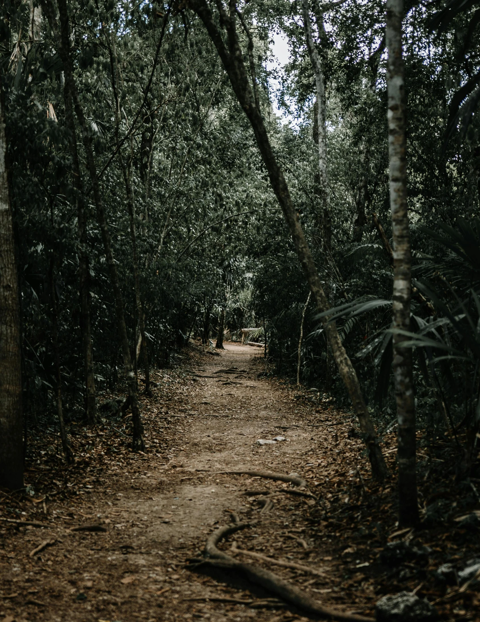 a dirt path that runs through the trees