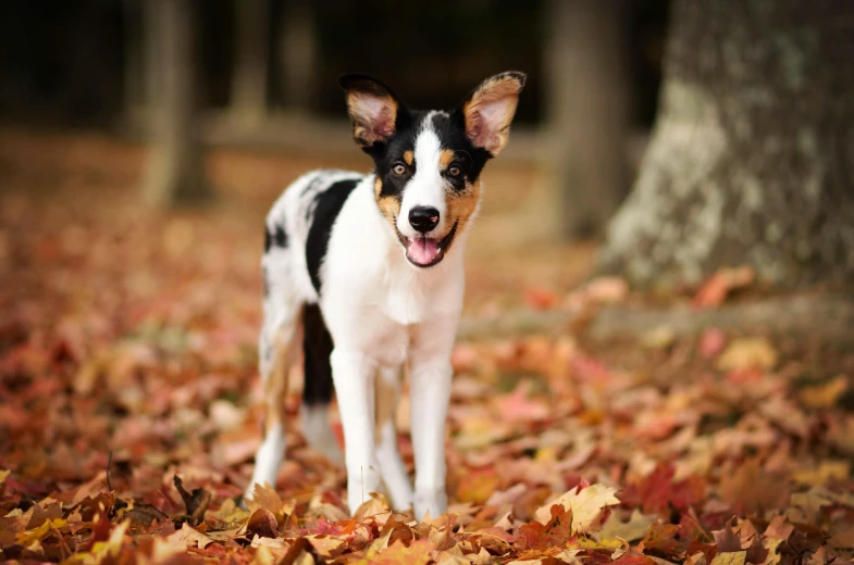 a dog that is standing in the leaves, a portrait, by Paul Davis, unsplash, calf, avatar image, calico, unsplash contest winning photo