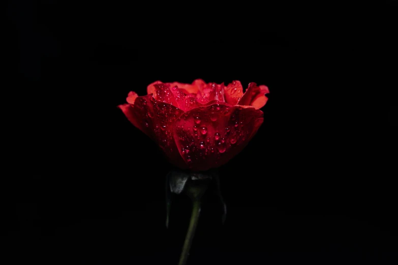 a single red rose with water droplets on it, an album cover, inspired by Elsa Bleda, standing with a black background, shot on sony alpha dslr-a300, carnation, minimalist
