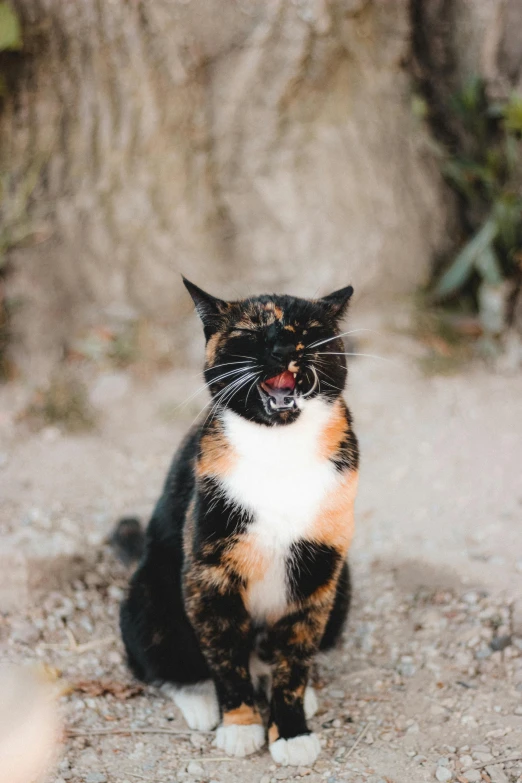 a black, orange and white cat sitting on the ground, a picture, unsplash, with mouth open, an olive skinned, avatar image, vacation photo