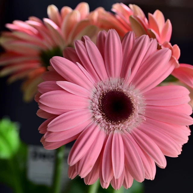 a close up of a pink flower in a vase