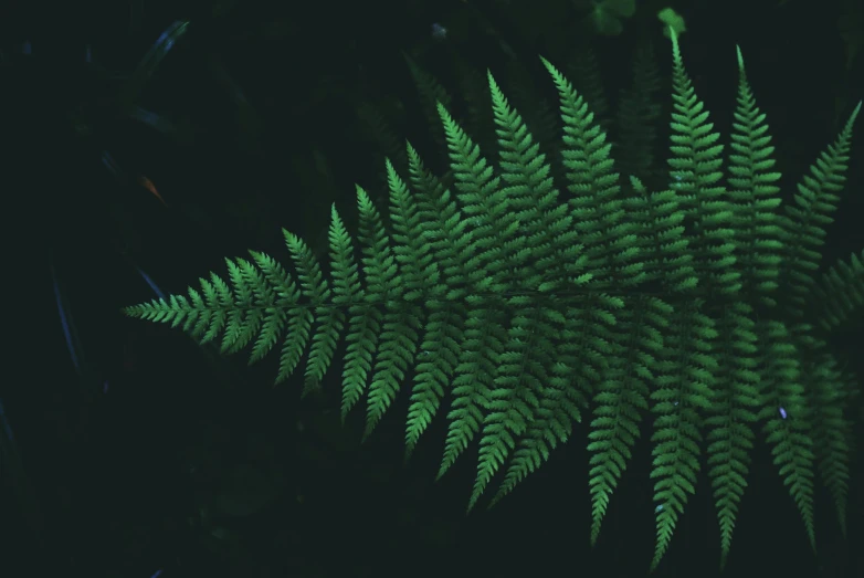 a close up of a fern leaf on a black background, a screenshot, inspired by Elsa Bleda, dnd in a dark forest, taken through a telescope, instagram post, shader