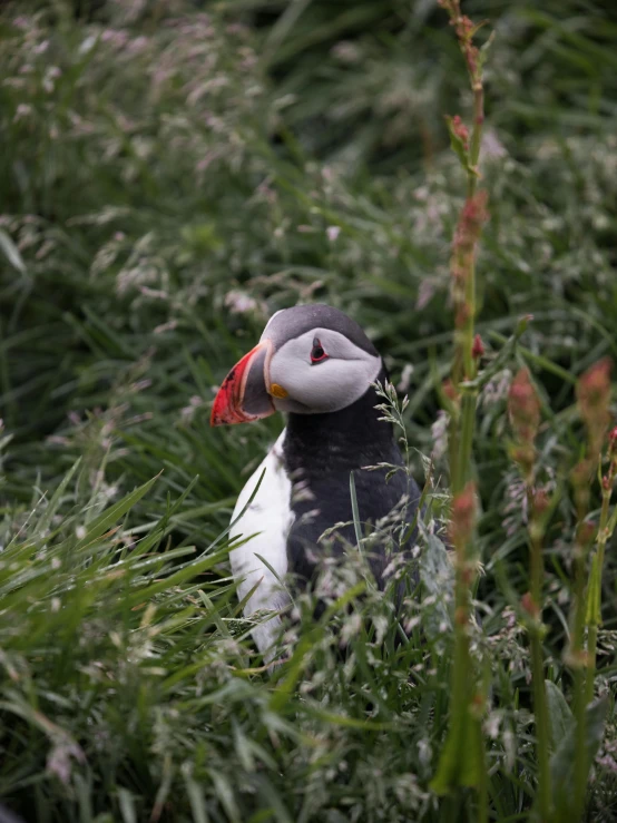 a bird that is sitting in the grass, on an island, red cheeks, in scotland, with a gullet at the end