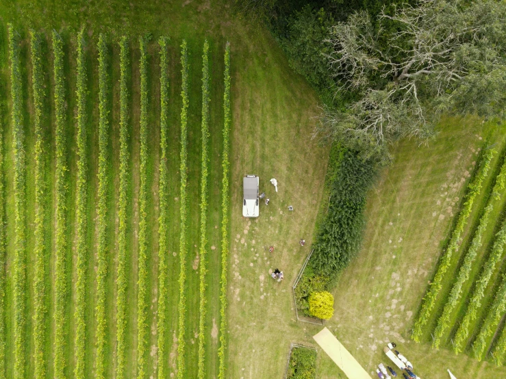 a field with a row of crops and several people on it