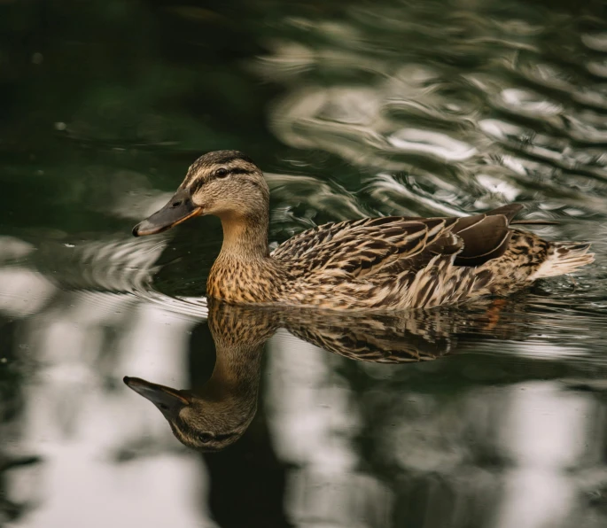 a duck floating on top of a body of water, by Jacob Duck, pexels contest winner, hurufiyya, highly reflective surface, ornately detailed, female floating, outdoor photo