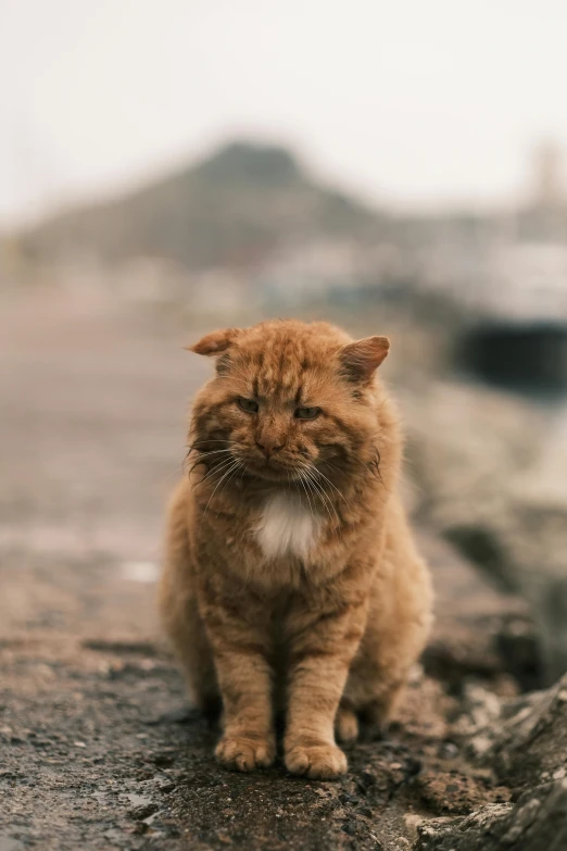 a cat sitting on top of a rock next to a body of water, a picture, unsplash, renaissance, an old man with a ginger beard, standing in street, overcast! cinematic focus, grumpy [ old ]