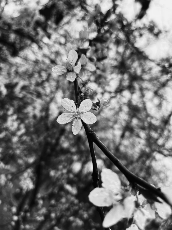 a black and white photo of a flower, cherry blosom trees, shot on iphone 1 3 pro max, shot on superia 400 film stock, fineartamerica