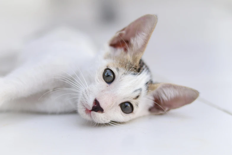 a close up of a cat laying on a floor, trending on pexels, on a pale background, he has an elongated head shape, kitten, heterochromia