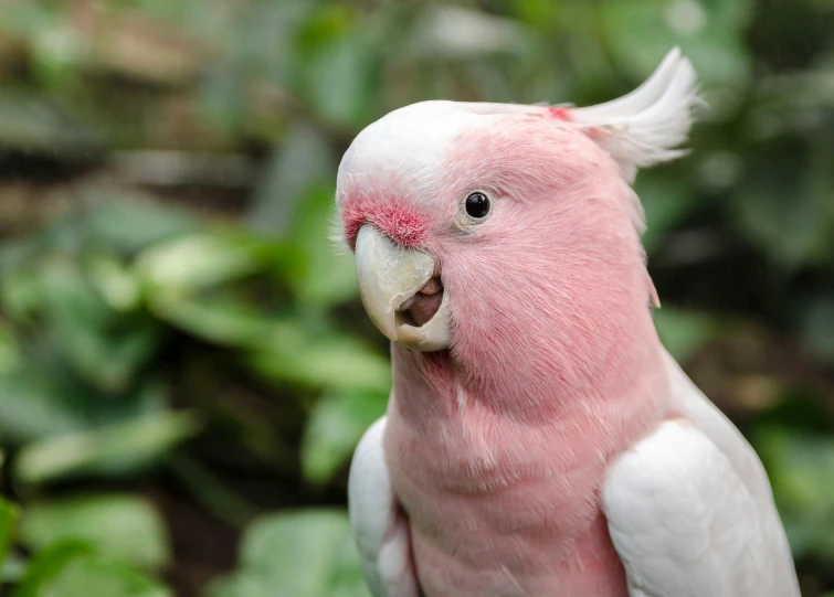 a pink and white bird sitting on top of a tree branch, in australia, fan favorite, cocky smirk, rounded beak